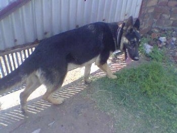 A black and tan German Shepherd is walking outside in front of a gate. its mouth is open and tongue is out