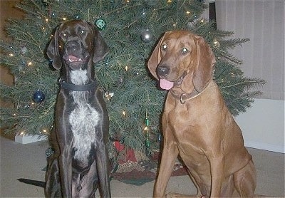 A black with white Coonhound/Pointer mix is sitting next to a Redbone Coonhound in front of a Christmas tree