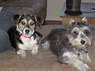 A black with tan and white Jack-A-Bee is laying next to a grey with white Mini-Schnauzer on top of a couch. There is a person behind a Jack-A-Bee