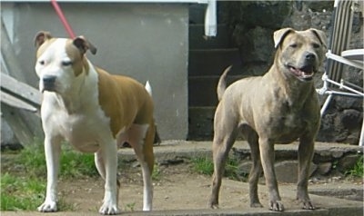 A brown with white American Pit Bull Terrier and a grey Pit Bull/Chow Chow mix are standing on a rock in a front yard