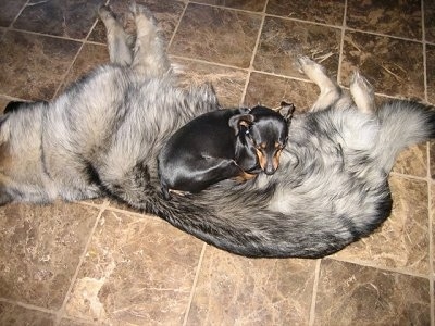 A large Shiloh Shepherd is sleeping on its left side on a tan tiled floor with a small Miniature Pinscher laying on top of her.