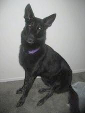 A black German Shepherd is wearing a purple collar sitting in front of a white wall
