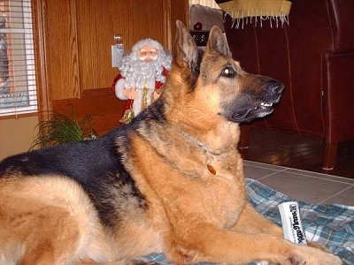 A black and tan German Shepherd is laying on a blanket and looking up. There is a black and white squeeky newspaper toy in between its front paws and a Santa Claus decoration on the other side of the dog against the wall.