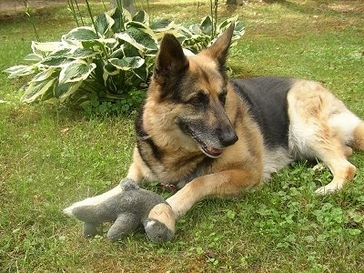 A black and tan German Shepherd dog is laying outside in grass in front of a plant. There is a plush toy in its front paws