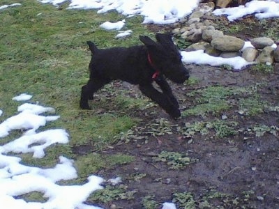 Action shot - A black Giant Schnoodle puppy is running around in grass with patches of dirt and snow.
