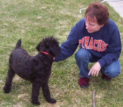 A black Giant Schnoodle puppy is standing outside and there is a person wearing a syracuse sweatshirt kneeling next to it. There is a stick in front of them