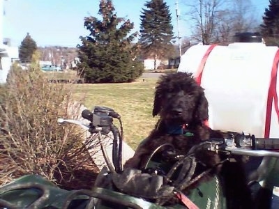 A black Giant Schnoodle puppy is sitting on the seat of a fourwheeler and it is looking forward