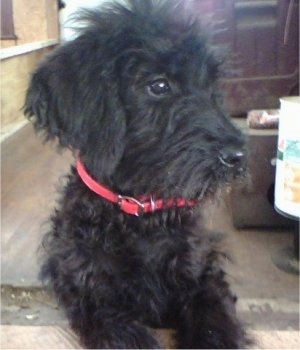A black Giant Schnoodle puppy is sitting in a room that looks to be underconstruction and looking to the right