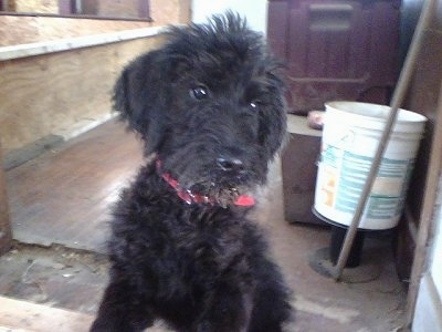 A black Giant Schnoodle puppy is sitting in a room that looks to be underconstruction