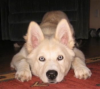 Close up front view - A blue-eyed white Goberian puppy is laying stretched out on top of a red rug and there is a blue arm chair behind it