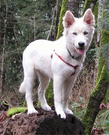 A blue-eyed white Goberian puppy is wearing a red harness standing on top of a log next to a mossy tree