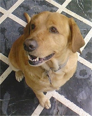 A tan Golden Labrador is sitting in a kitchen on a black and white tiled floor and looking up. Its mouth is open
