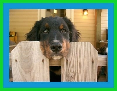 A black with tan and white Golden Mountain dog has its head between the two wood panals of a fence