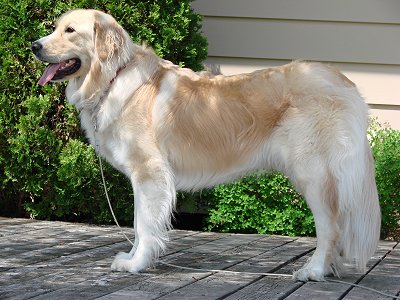 Left Profile - A white and Golden Pyrenees is standing next to a tan house