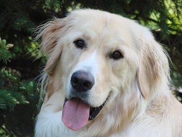 Close Up head shot - A white and Golden Pyrenees is sitting in front of a tree panting. It looks happy.
