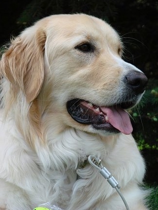 Close Up  head shot - A white and Golden Pyrenees is sitting outside while on a lead. Its mouth is open and its tongue is out