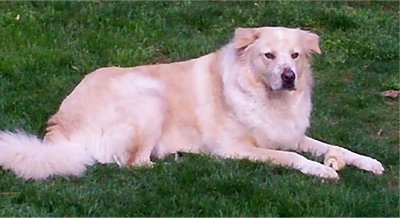 A Golden Pyrenees is laying in a field and looking forward with a rawhide bone between its front paws.