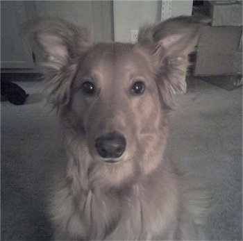 Close up head shot - A Golden Sheltie is sitting on a carpet and looking forward