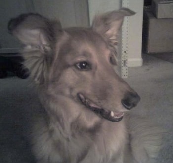 Close up head shot - A Golden Sheltie is sitting on a tan carpet and looking to the right. Its mouth is open.