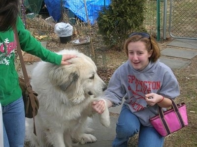 A Great Pyrenees is sitting on a walkway with its paw in the hand of a girl who is kneeling next to it. There is another girl in a green hoodie petting the dog