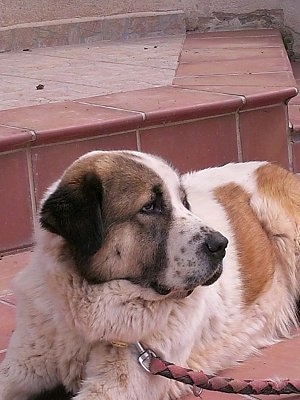 A white with tan Greek Sheepdog is laying outside on a brick step