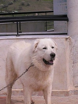 A white Greek Sheepdog is standing on a porch with a concrete wall behind it. Its mouth is open and looking forward