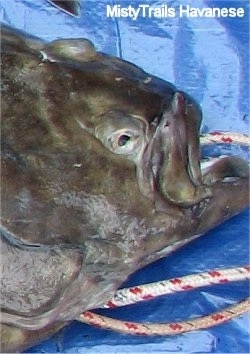 A green fish with a small eye on the side of its face and a second eye on top of its head. It is on top of a blue tarp/
