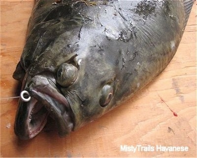 A Halibut has been placed on a wood table. Its eyes are closed. Its second eye is placed on top of its head.