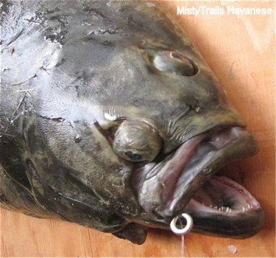 A Halibut is laying on a wooden table, it has one eye on the side of its face and the other eye on the top of its head.