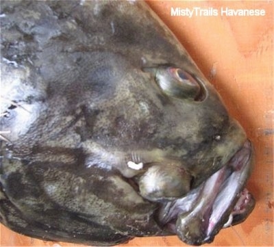 Close up - A top down view of a Halibut placed on a table. Its second eye that is on the top of its head, is very prominent.