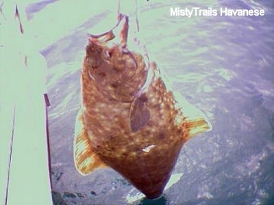 A Halibut fish is being lifted out of water