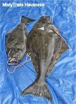 Top down view of two Halibuts laying on a blue tarp. They are placed adjacent to each other.