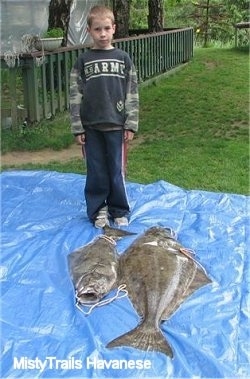 A boy is standing on a blue tarp and in front of the boy is two Halibuts laying adjacent to each other. The fish are huge. One fish is almost as large as the boy.