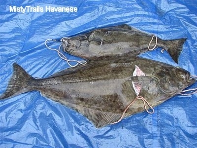 Two Halibuts laying adjacent to each other on a blue tarp.