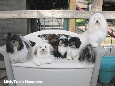 Seven Havanese are sitting and laying on a plastic porch couch/storage bench with a wooden fence behind it