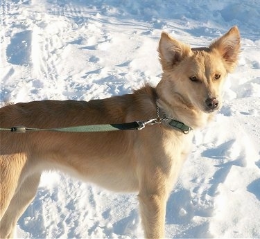A tan, perk-eared Himalayan Sheepdog mix is wearing a green collar and leash standing in snow