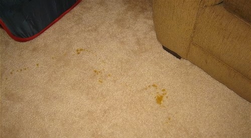 A line of dog pee on a carpet