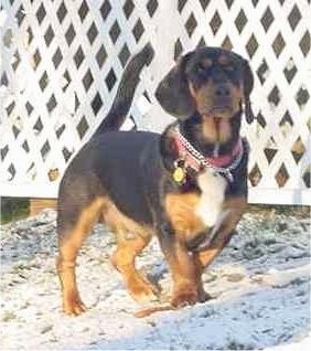 A thick, short legged, low to the ground, black with brown and white Rottweiler/Basset Hound mix is walking across grass covered in a dusting of snow. There is a white fence behind it.