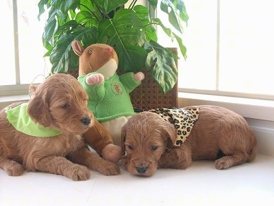 Two Irish Doodle puppies are laying in front of a window. They both are wearing bandanas. There is a plush squirrel leaning against a plant.