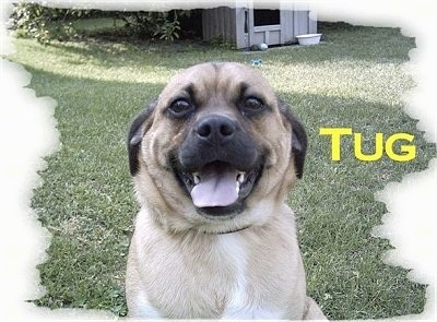 A tan with white and black Jug is sitting in a yard with a dog house in the background. It has its mouth open and tongue out. The word - Tug - is overlayed