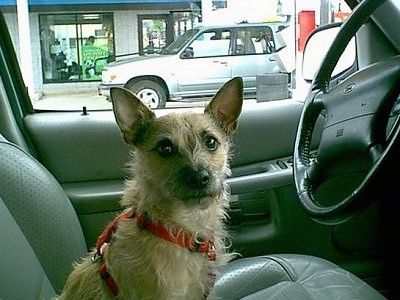 A tan Jacairn is is wearing a red harness sitting in the driver seat of a vehicle.
