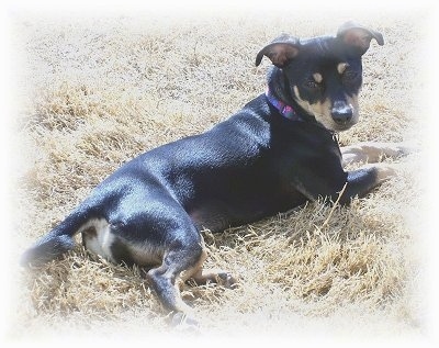 A black with tan Jack Chi is laying outside in brown grass looking back