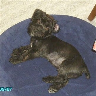 A black Jack-A-Poo is laying on its side on a blue round dog bed looking up.