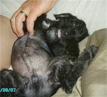 A black Jack-A-Poo is laying on its back next to a person's leg and is being pet by a hand. Its teeth are showing.