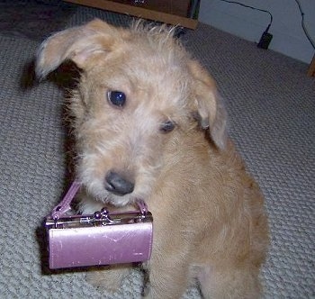 A tan Jack-A-Poo puppy is sitting on a carpet with a purple purse in her mouth