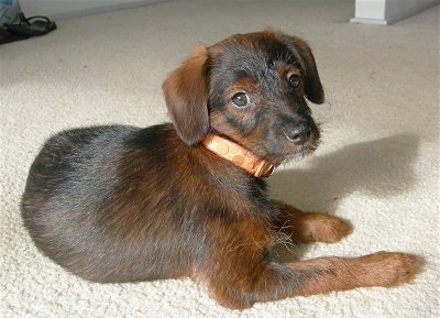 A black and brown Jack-A-Poo puppy is laying on a tan carpet and is turned to look at the camera.