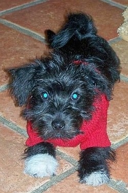 A black with white Jack-A-Poo puppy is wearing a red sweater laying on top of brick red tiled flooring with a plush toy behind it