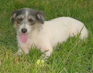 A white with grey and tan Jack-A-Poo is panting and laying outside in grass