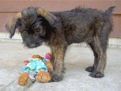 A black with tan Jack-A-Poo is standing outside on a sidewalk in front of a plush toy in front of a house.