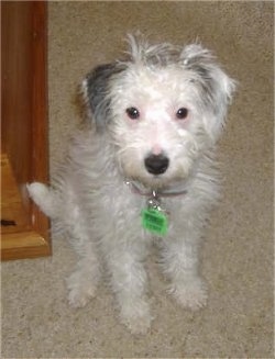 A white with grey Jack-A-Poo puppy is sitting on a tan carpet next to a dresser. The dog is all white except for one ear and a patch on its head.